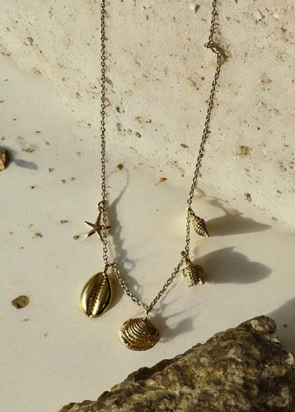 Seashell addict
